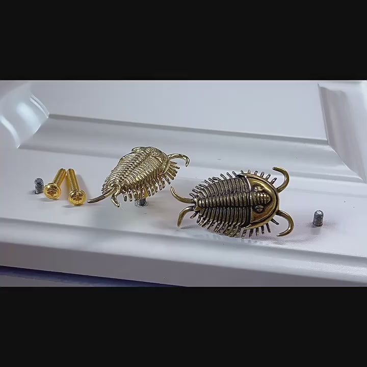 Knobelle Massiver Messing-Trilobitenknauf – Antiker Fossilien-Schubladengriff, prähistorischer Schrankgriff, zeitloser erdiger Akzent